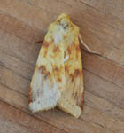 Sallow, Outer Hebrides moths