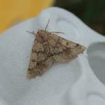 Scalloped Hazel, Outer Hebrides moths