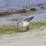 Semipalmated Sandpiper, Outer Hebrides