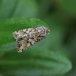 Shears moth, Outer Hebrides