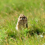 juvenile Short-eared Owl