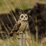 Short-eared Owl, Outer Hebrides