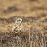 Short-eared Owl, Scolpaig
