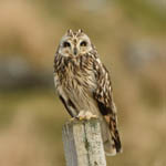 Short-eared Owl, North Uist