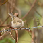 Siberian Chiffchaff, Outer Hebrides