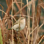 Siberian Chiffchaff, Outer Hebrides