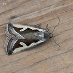 Silver Hook, Outer Hebrides moths