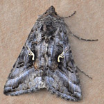 Silver Y, Outer Hebrides moths