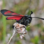 Six-spot Burnet - Outer Hebrides Moths