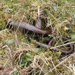 Slow-worm, South Uist