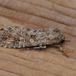 Small Mottled Willow