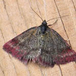 Small Purple-barred moth, Outer Hebrides