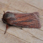 Small Wainscot - Outer Hebrides Moths