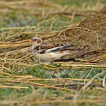 Snow Bunting, North Uist