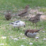 Snow Bunting with House Sparrows