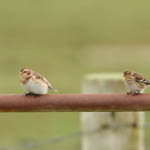 Snow Bunting with Twite
