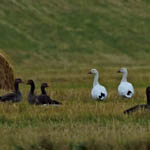 Snow Geese, Outer Hebrides