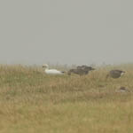 Snow Goose, South Uist