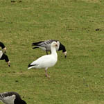 Snow Goose, Outer Hebrides