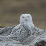 Snowy Owl, North Uist