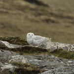 Snowy Owl, North Uist