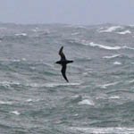 Sooty Shearwater, Outer Hebrides