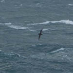 Sooty Shearwater, Outer Hebrides