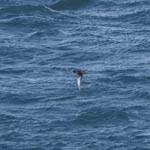 Sooty Shearwater, North Uist