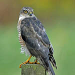 Sparrowhawk, Outer Hebrides
