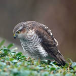 Sparrowhawk, Outer Hebrides