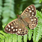 Speckled Wood - Outer Hebrides butterflies