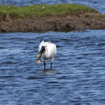 Spoonbill, South Uist