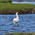Spoonbill, Outer Hebrides