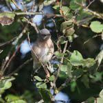 Subalpine Warbler, Outer Hebrides