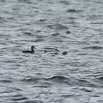 Surf and Common Scoters