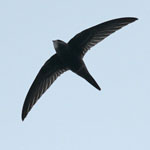 Swift - Outer Hebrides Birds