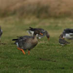 Taiga Bean Goose, Outer Hebrides