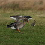 Taiga Bean Goose, North Uist