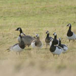 Todd's Canada Goose, N Uist