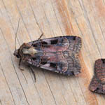 Triple_spotted Clay, Outer Hebrides moths