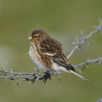 Twite, Outer Hebrides