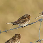 male Twite, Outer Hebrides