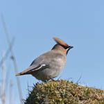 Waxwing, Outer Hebrides