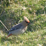 Waxwing, North Uist