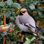 Waxwing, Outer Hebrides