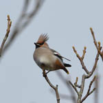 Waxwing, Langass Lodge