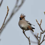 Waxwing, North Uist