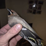 Waxwing