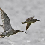 Curlew and Whimbrel