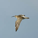 Whimbrel, South Uist